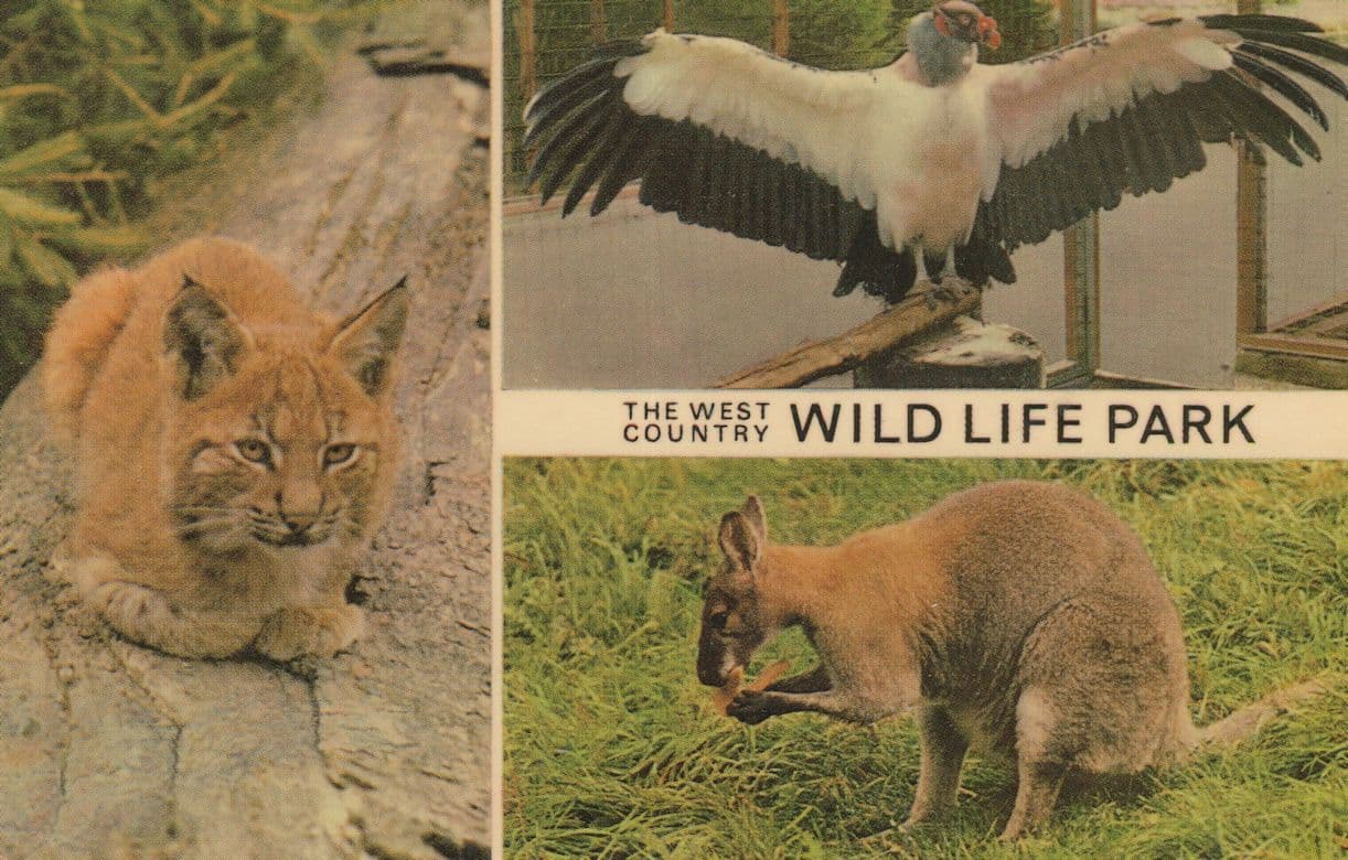 West Country Wild Life Park Zoo Cat Bird Somerset Postcard
