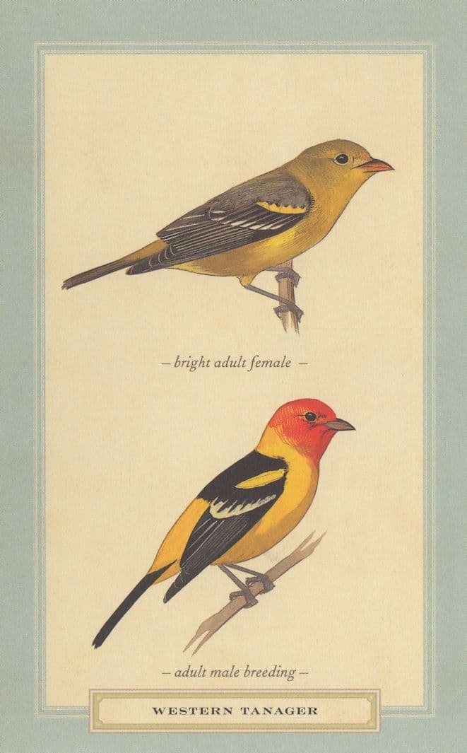 Western Tanager Male Breeding Stunning Bird Postcard