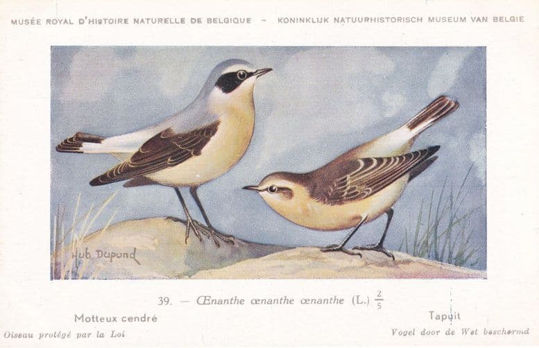 Wheatear Oenanthe Motteux Cendre Bird WW2 Rare Postcard