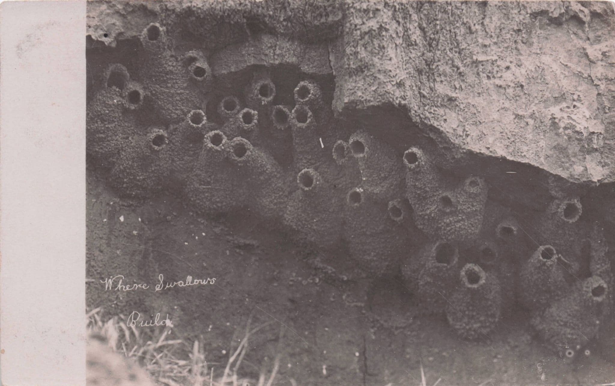 Where Swallows Build Birds Nest Area Antique Real Photo Postcard