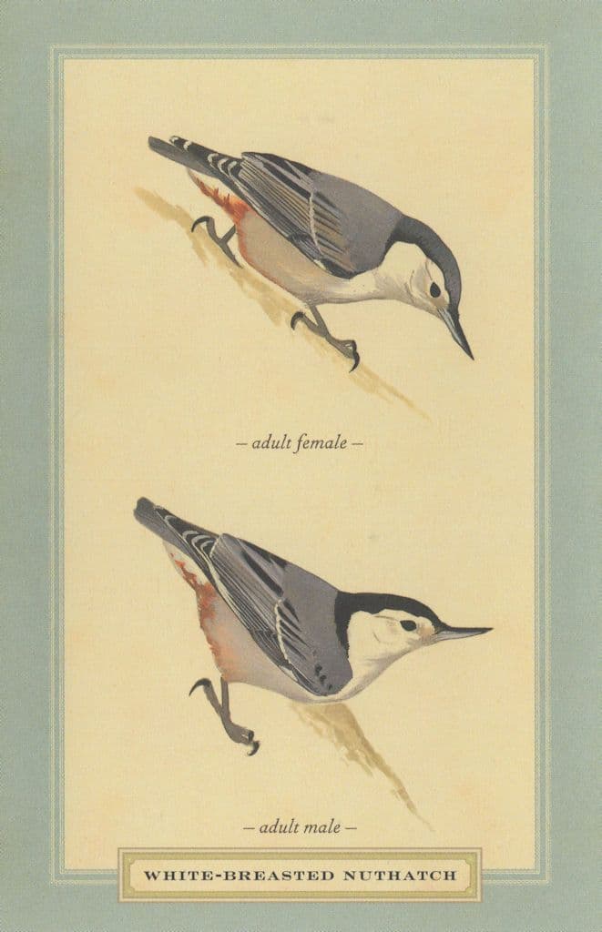 White Breasted Nuthatch Male Female Bird Stunning Postcard