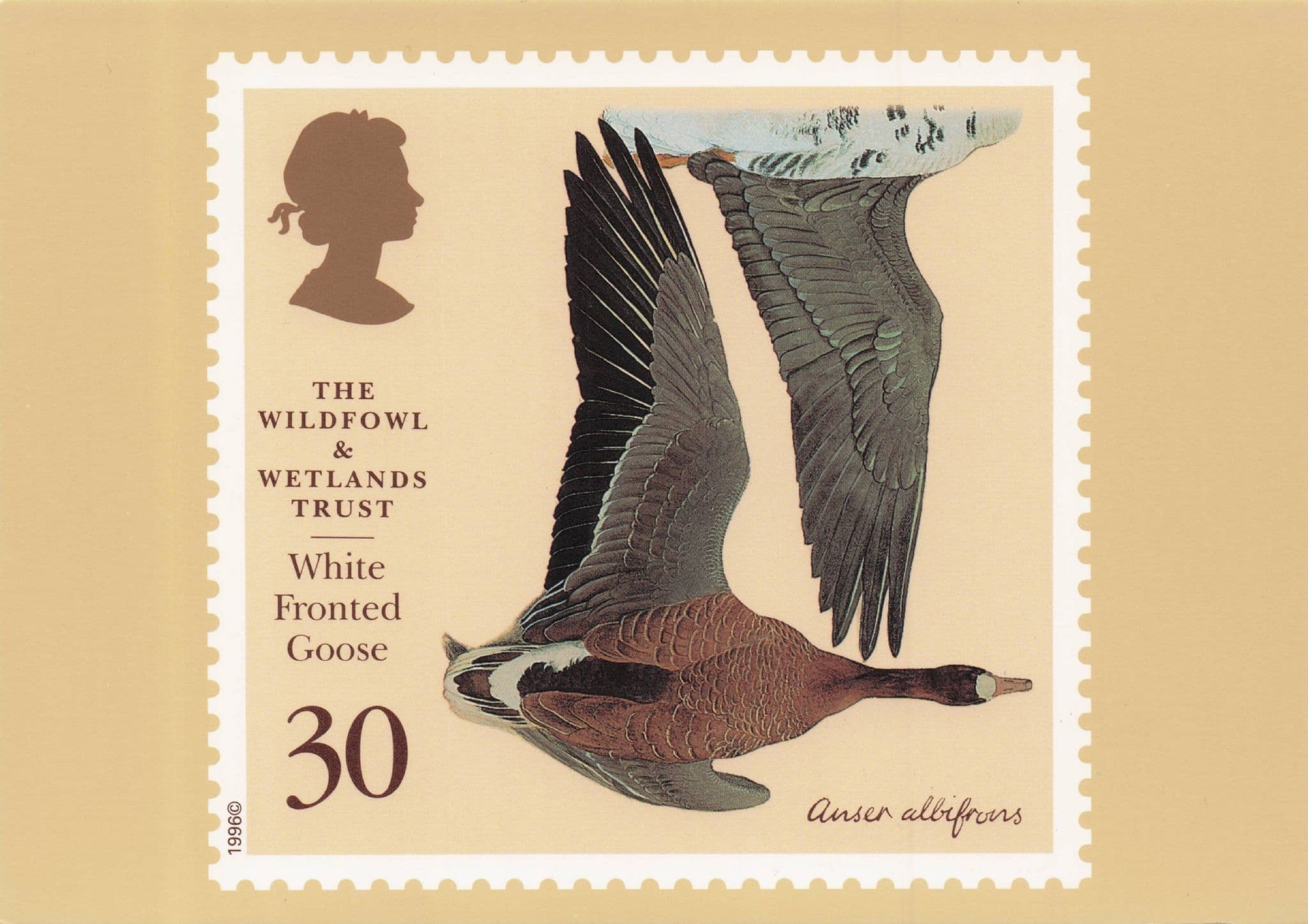 White Fronted Goose Bird Wildfowl & Wetlands Trust Stamp Ltd Edn Postcard