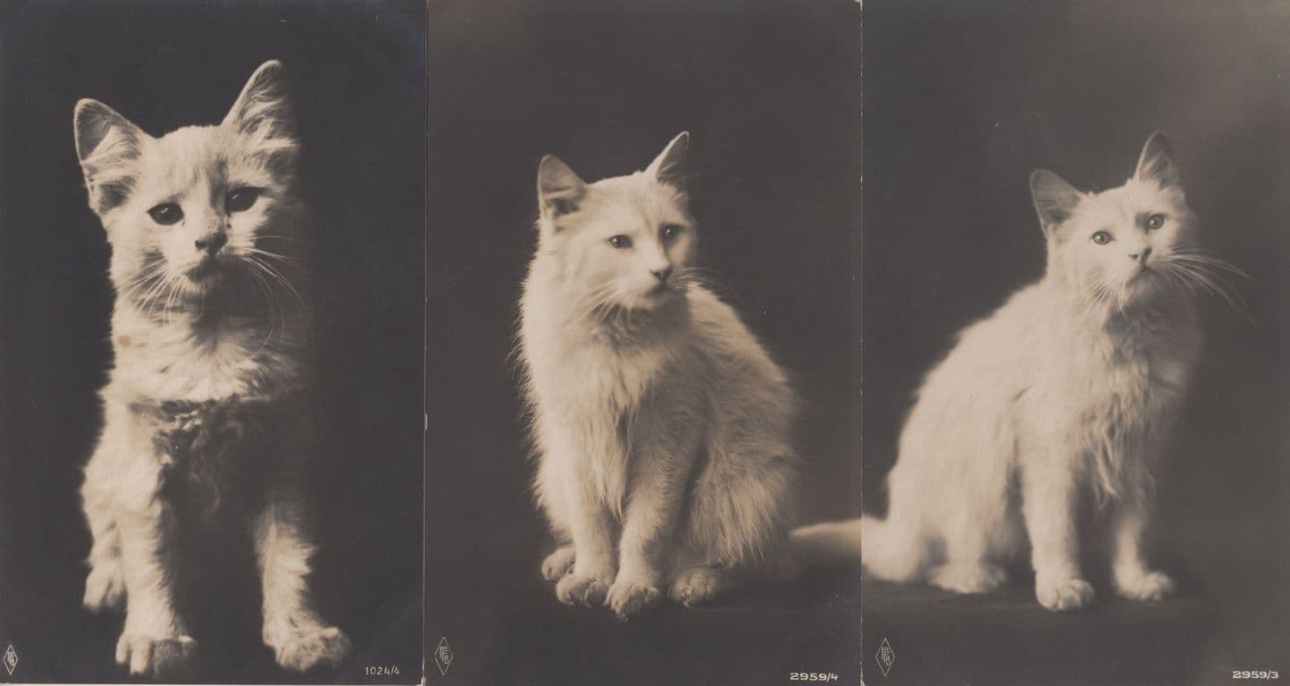 White Persian Cat 3x Alpha Publishing Cats Old Rare Postcard s