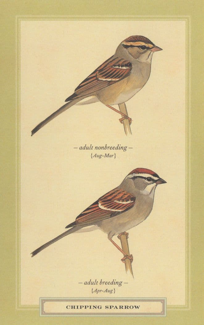 White Throated Sparrow Tan & White Striped Breeds Bird Postcard