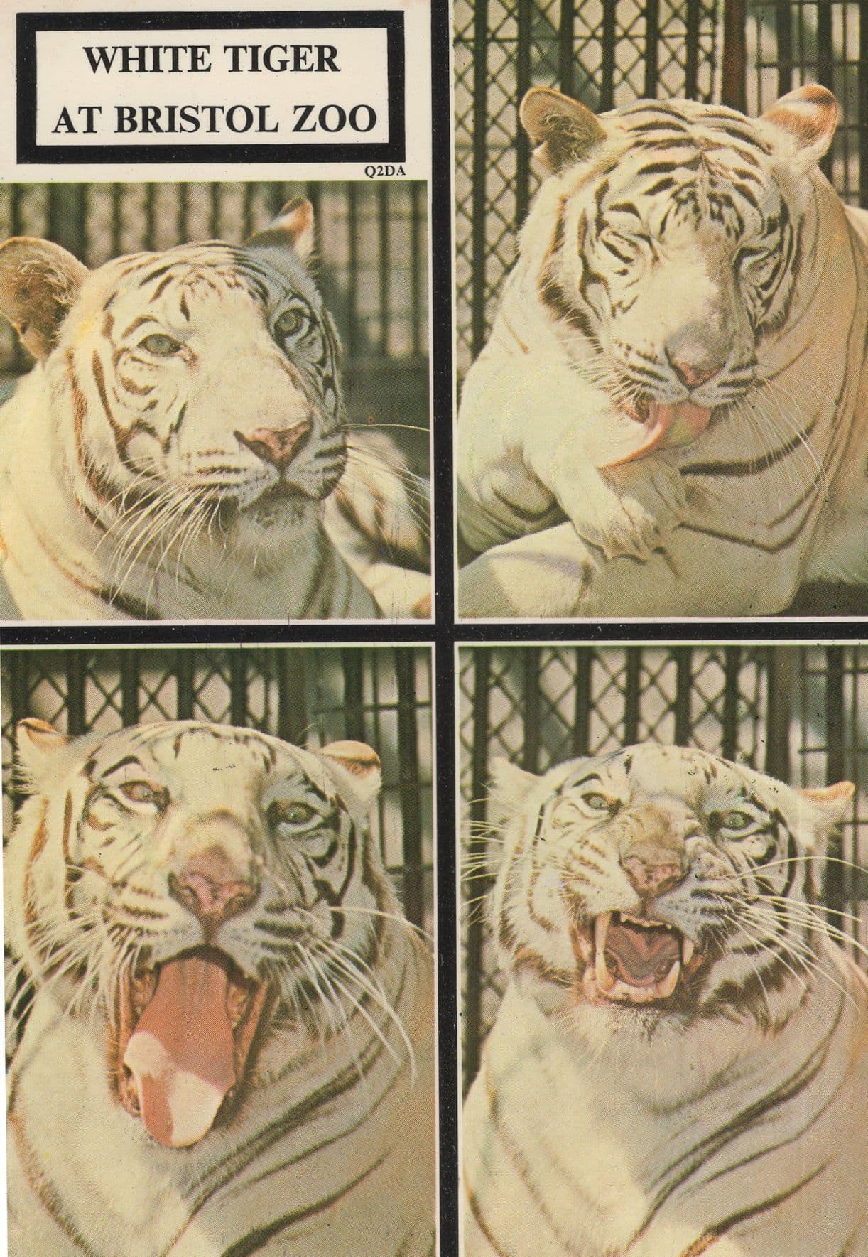 White Tigers Giant Cats At Bristol Zoo 1980s Postcard