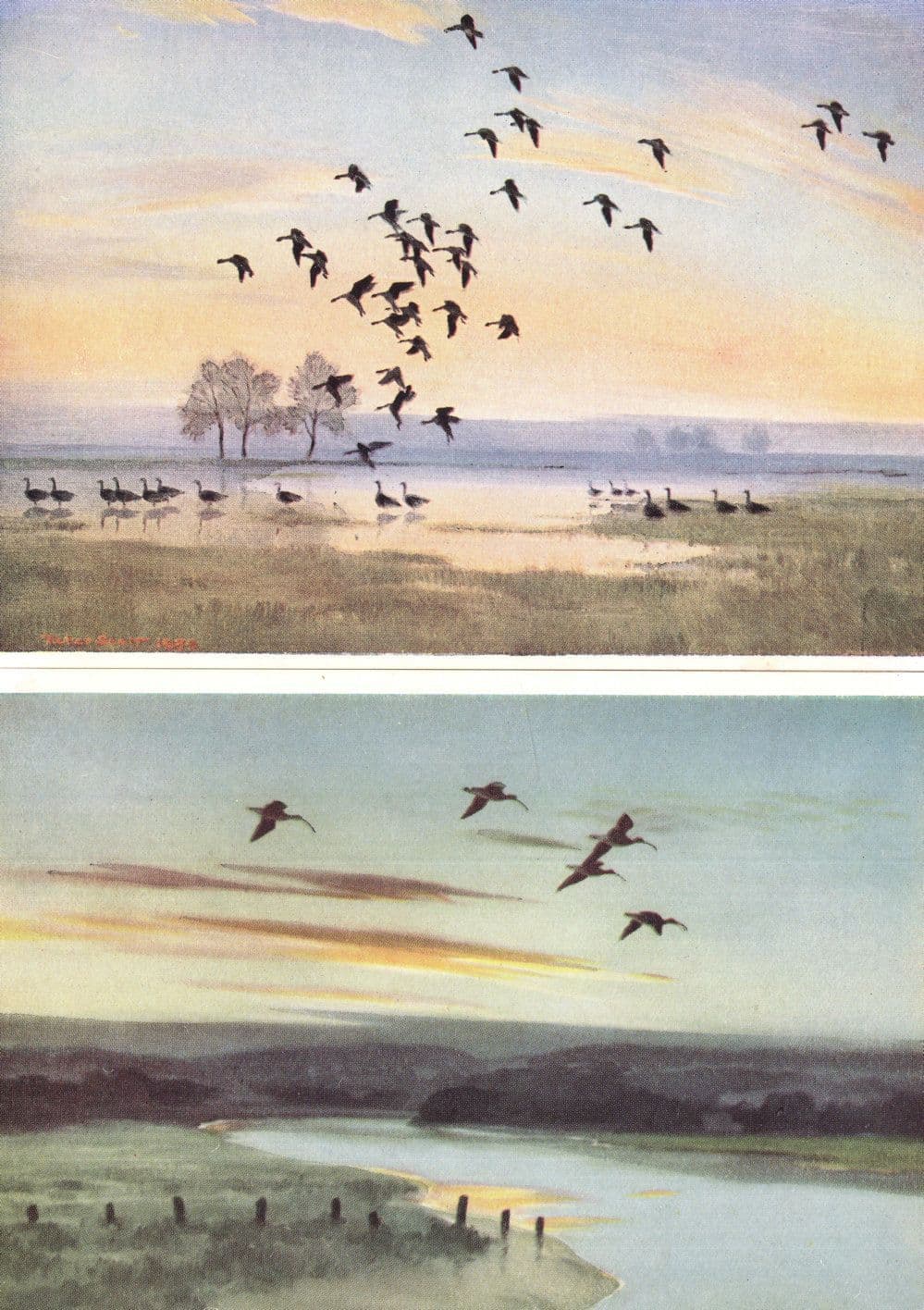 Whitefronts On Floodwater Curlews Crossing The Estuary 2x Medici Postcard s