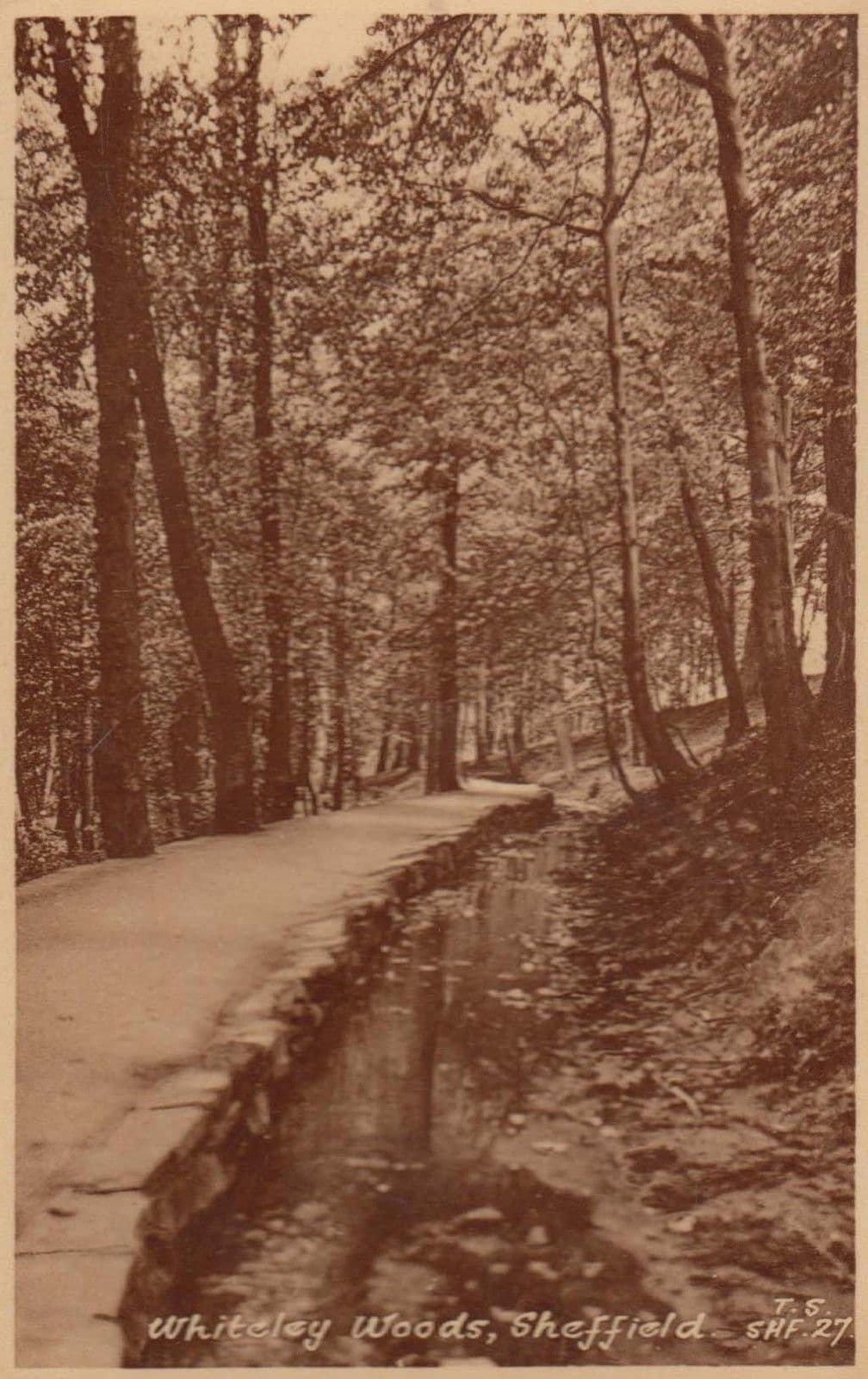 Whiteley Woods at Winter Sheffield Antique Postcard