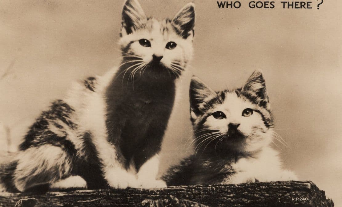 Who Goes There Alert Cat Kittens Antique Real Photo Postcard