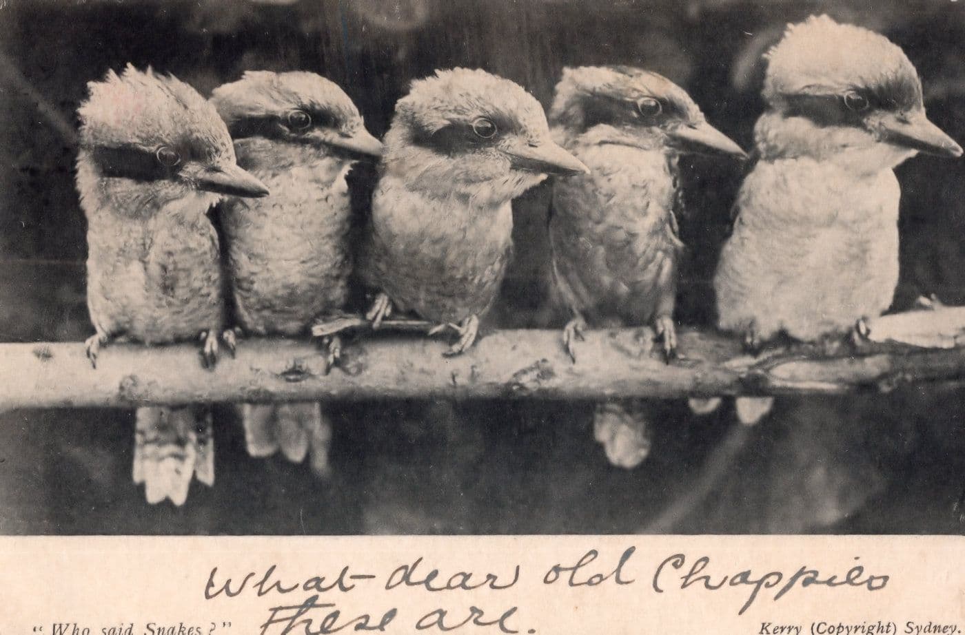 Who Said Snakes Birds Chicks Terrified Australian Old Bird Comic Postcard