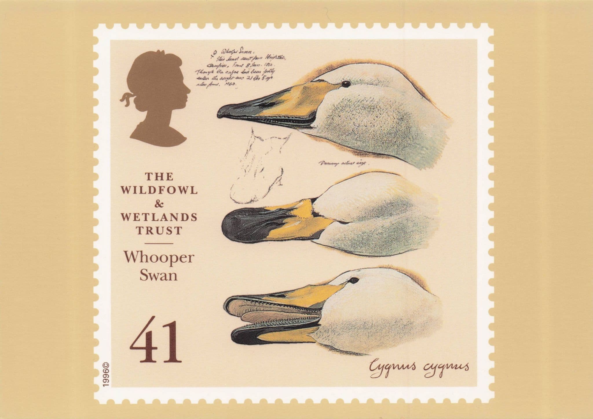 Whooper Swan Bird Wildfowl & Wetlands Trust Stamp Ltd Edn Postcard