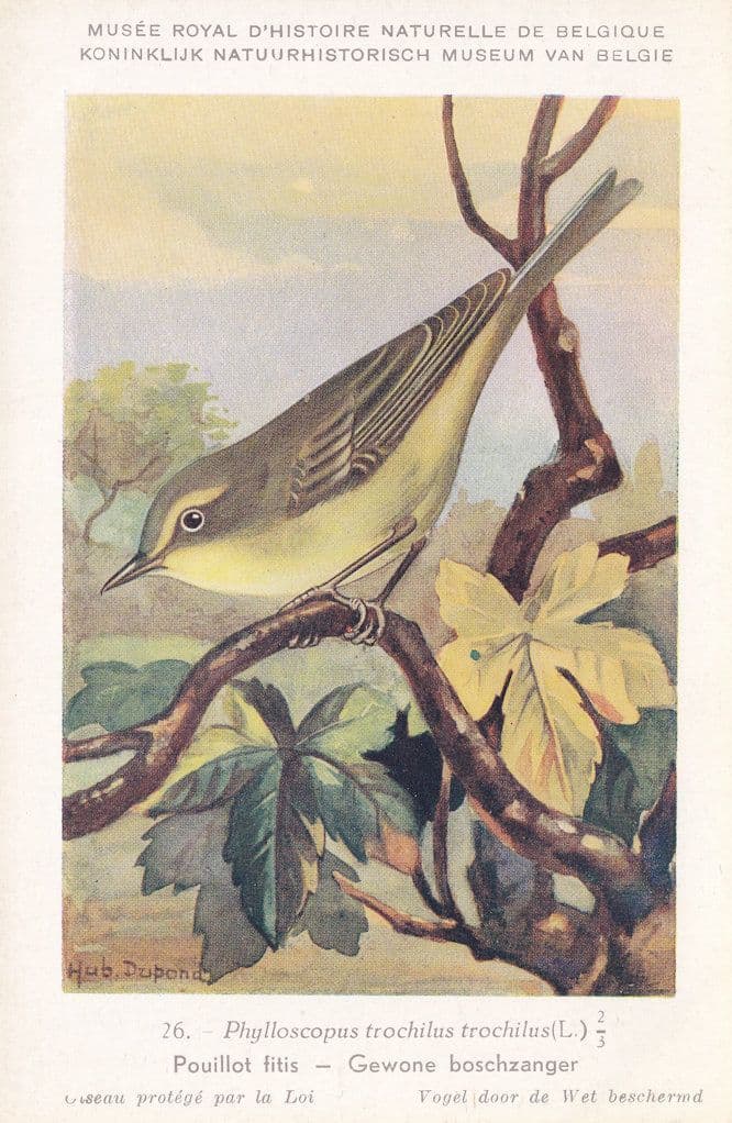 Willow Warbler Phylloscopus Trochilus WW2 Bird Rare Postcard