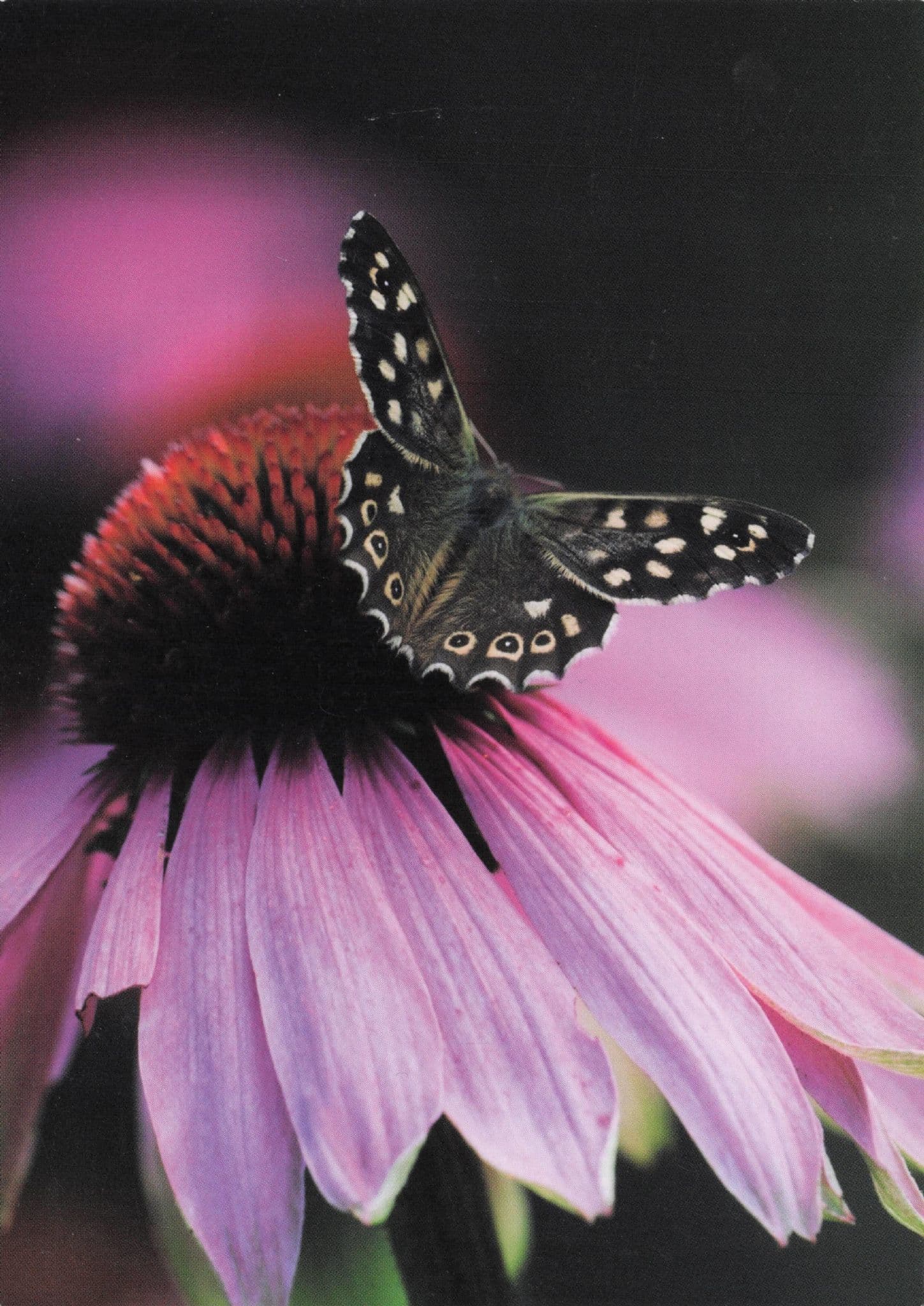 Wimborne Dorset Speckled Wood Butterfly on Coneflower Postcard