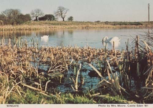 Wingate Ducks Swans Geese Durham Womens Institute Rare Photo Postcard