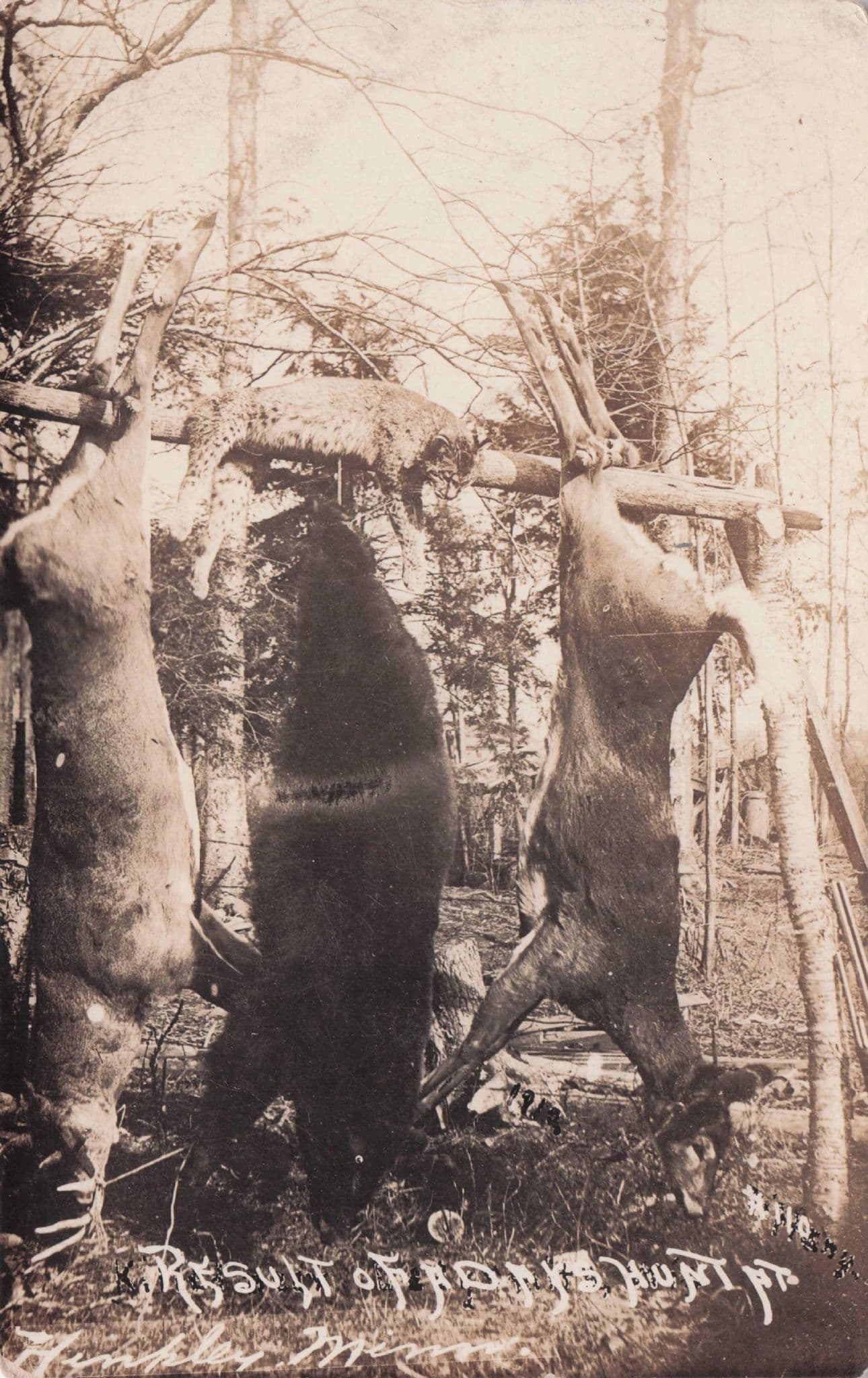 Wisconsin Animal Hunting Trophy American Real Photo Old Postcard