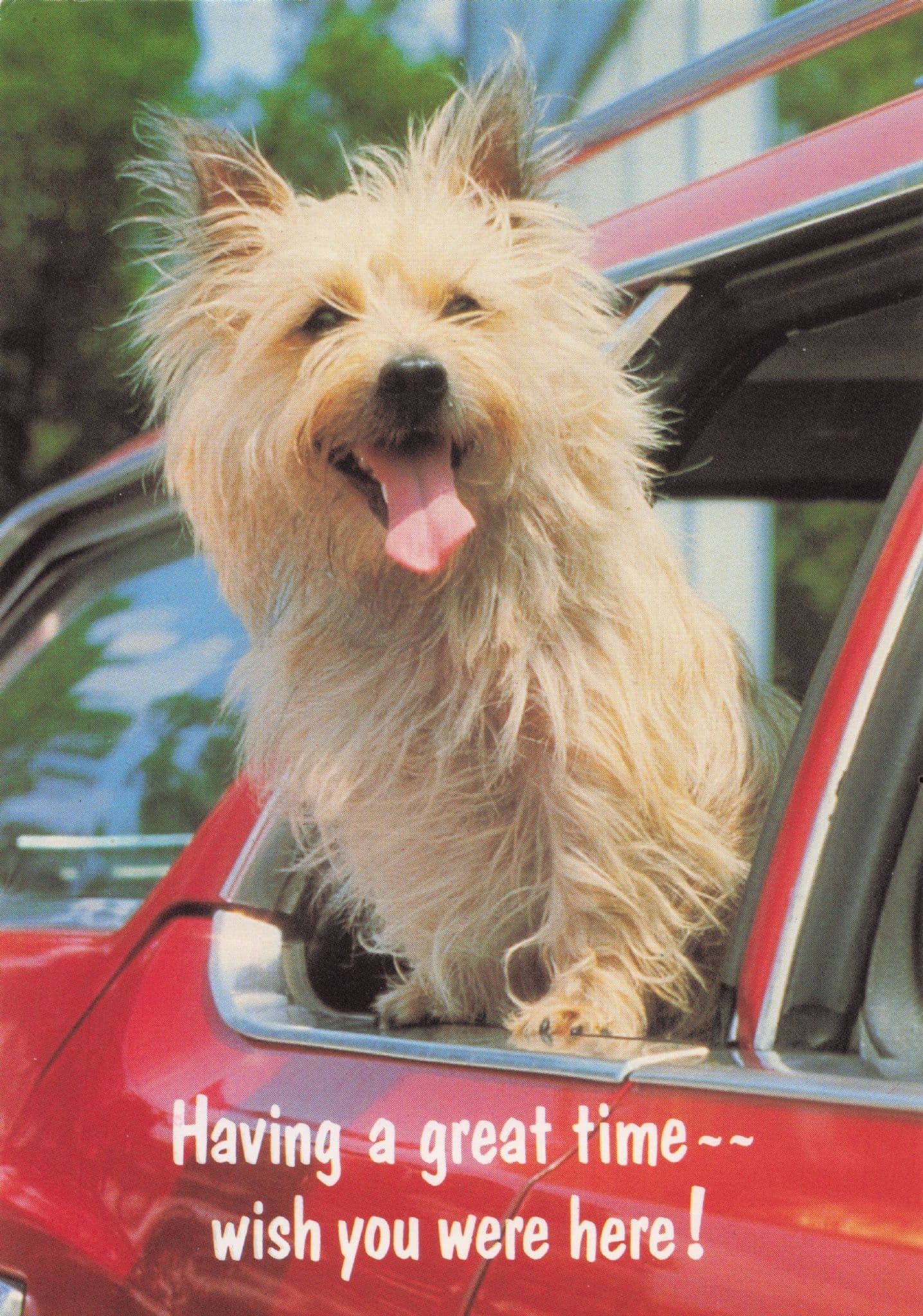Wish You Were Here Dog Panting Car Window Greetings 1990s Postcard