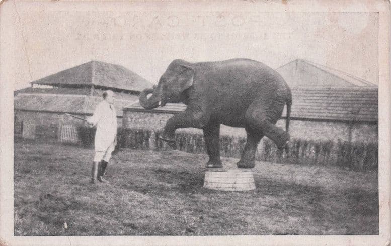Wolverhampton Elephant Animal Circus Trainer West Midlands Old Postcard