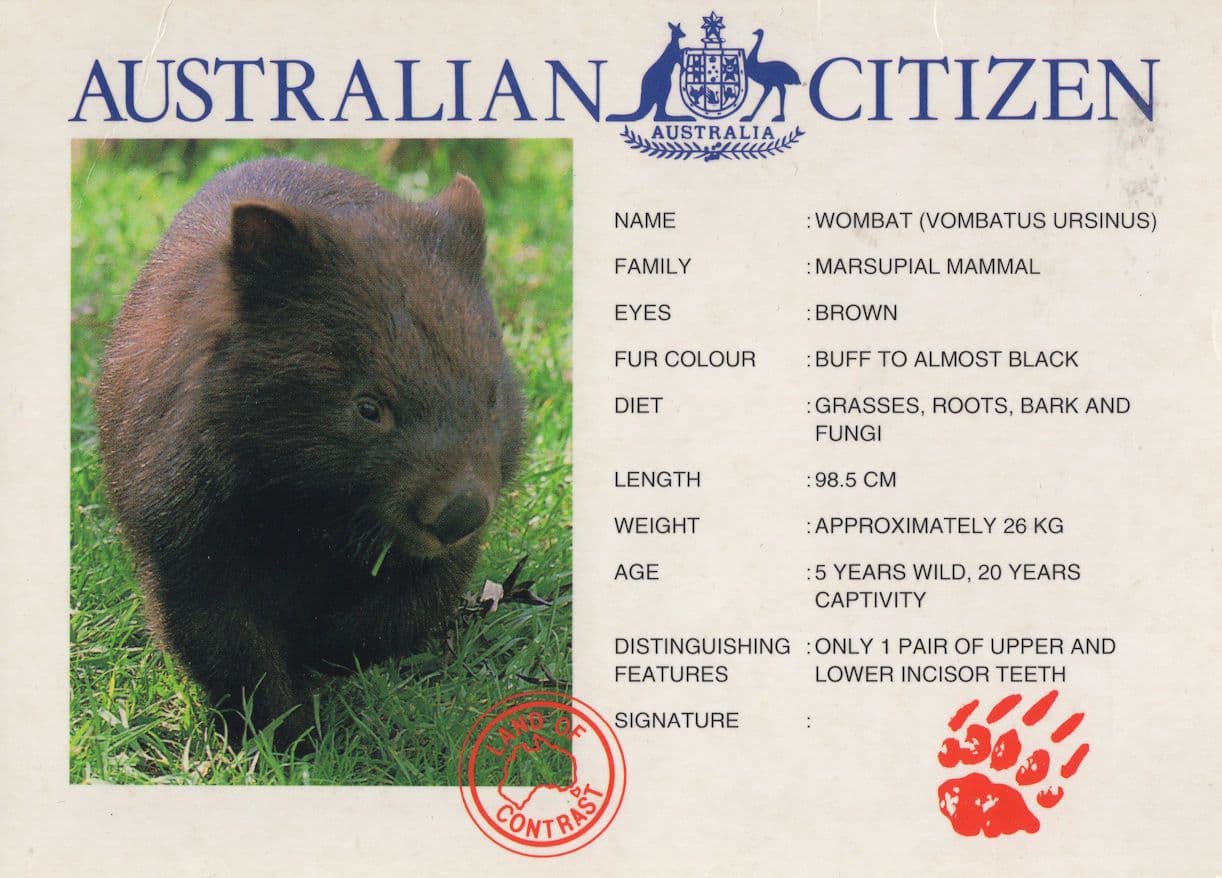 Wombat Bear Australian Citizen Comic Postcard