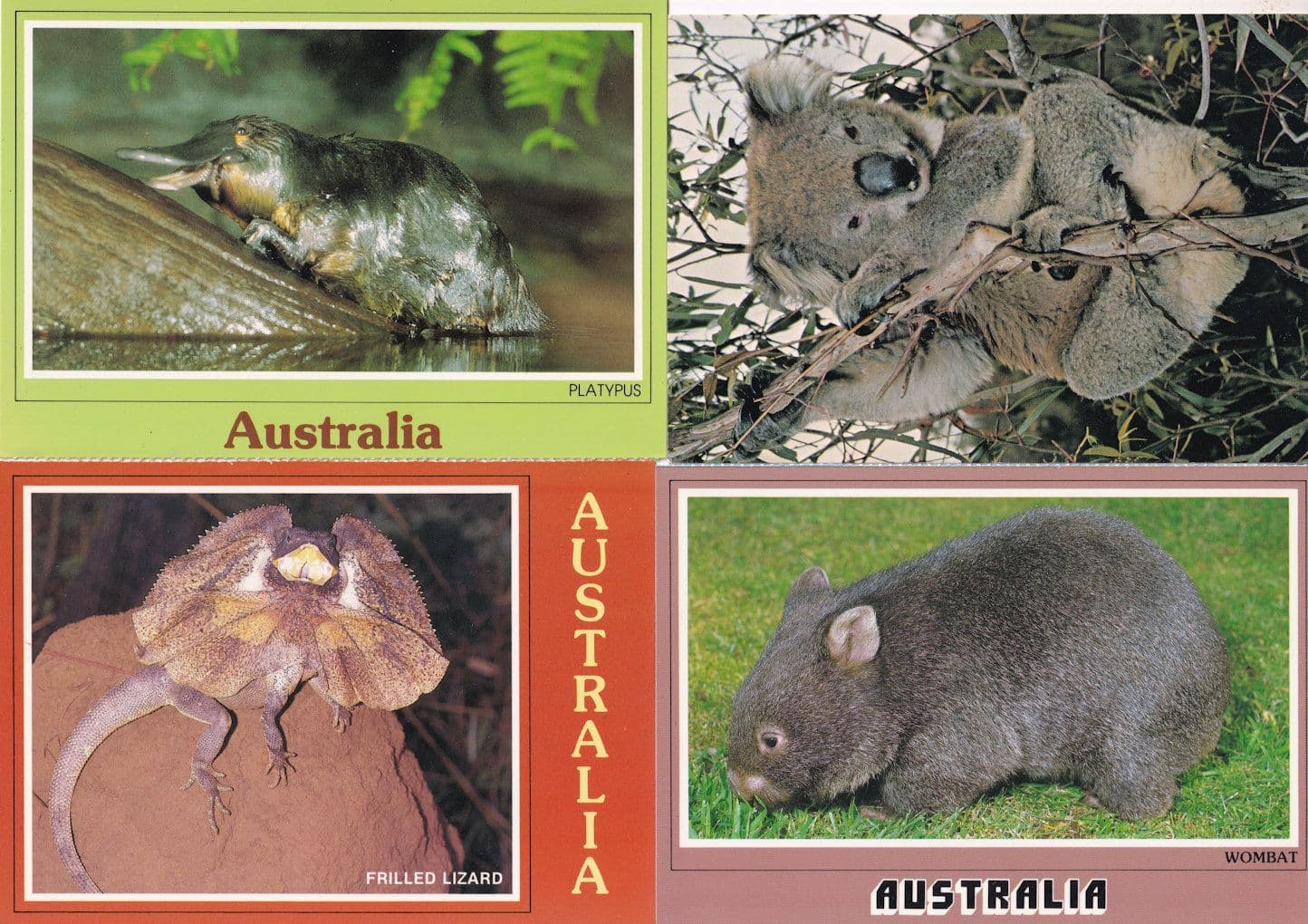 Wombat Frilled Lizard Platypus Koala 4x Rare Australian Animal Postcard s
