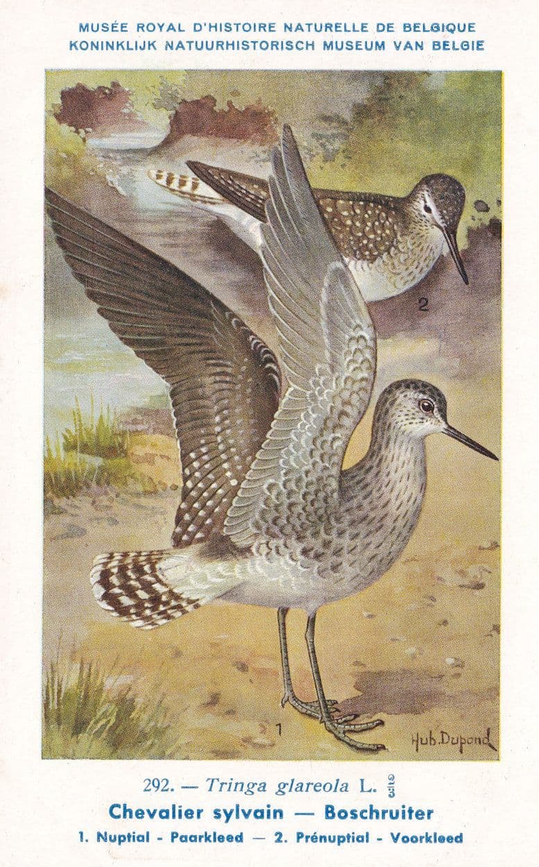 Wood Sandpiper Tringa Glareola Bird Antique Rare Postcard