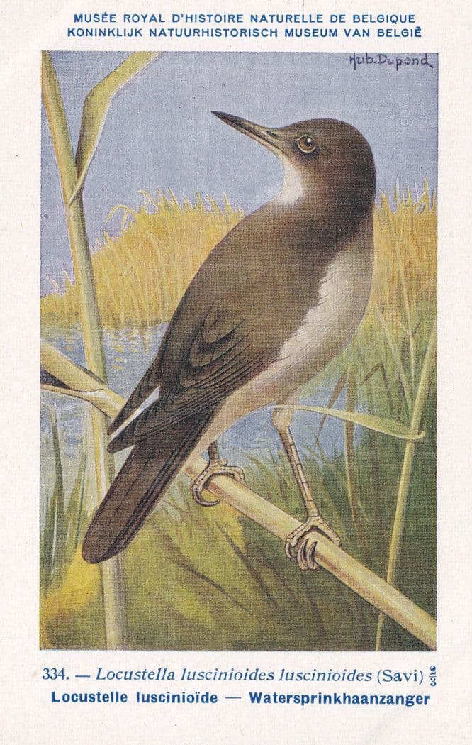 Wood Warbler Locustella Luscinioides WW2 Bird Rare Postcard