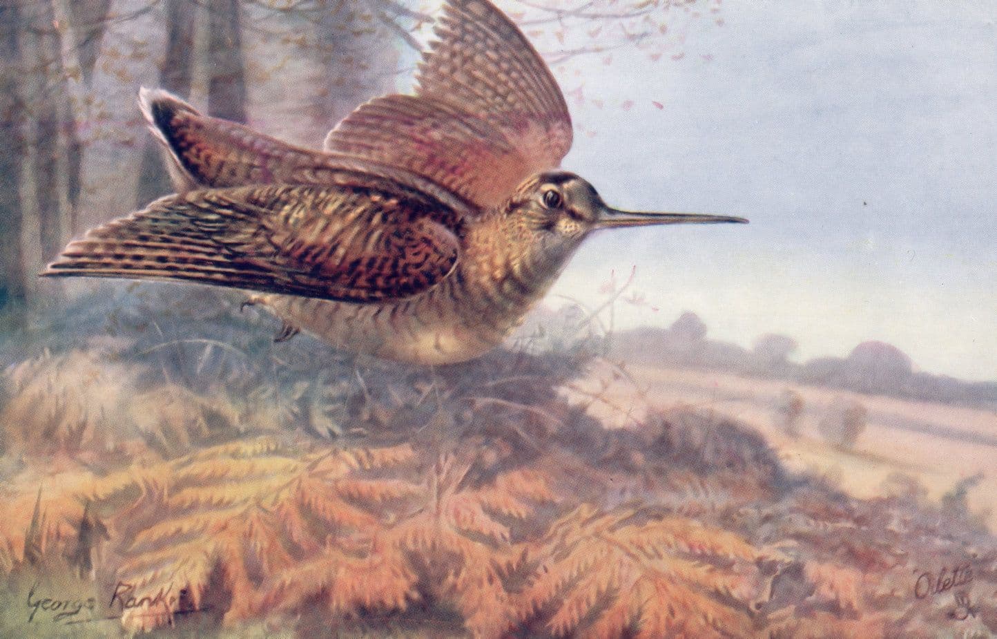 Woodcock Game Bird Tucks Oilette Antique Birds Postcard