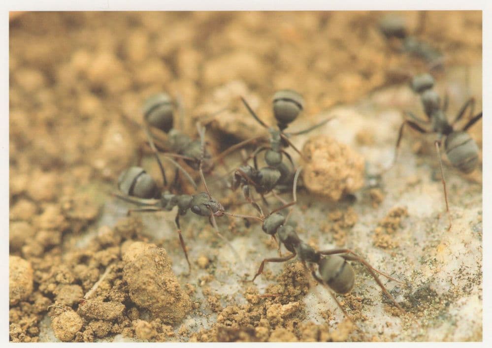 Worker Ant Ants Building Home Nest Amazing Insect Postcard