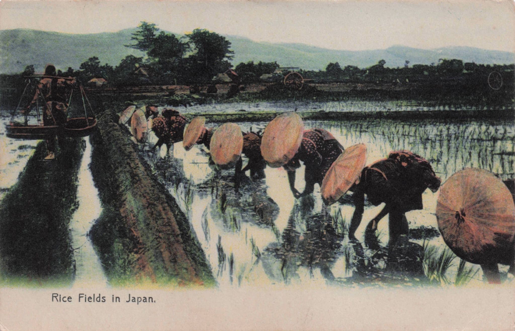 Workers In Japan Rice Fields Antique Asian Postcard