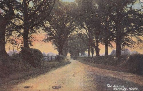 Wormley The Avenue Hertfordshire Antique Postcard
