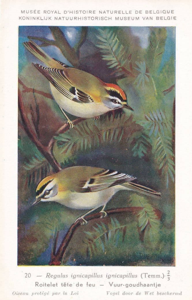 Wren Roitelet Tete De Feu Rare WW2 Bird Postcard