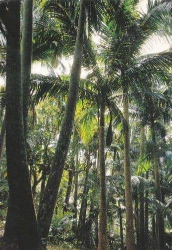 Yaeyama Palm Grove Ishigakijima Japan Japanese Postcard