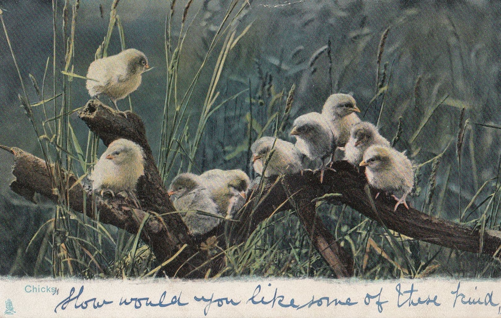 Yellow Baby Chicks Antique 1905 Bird Postcard