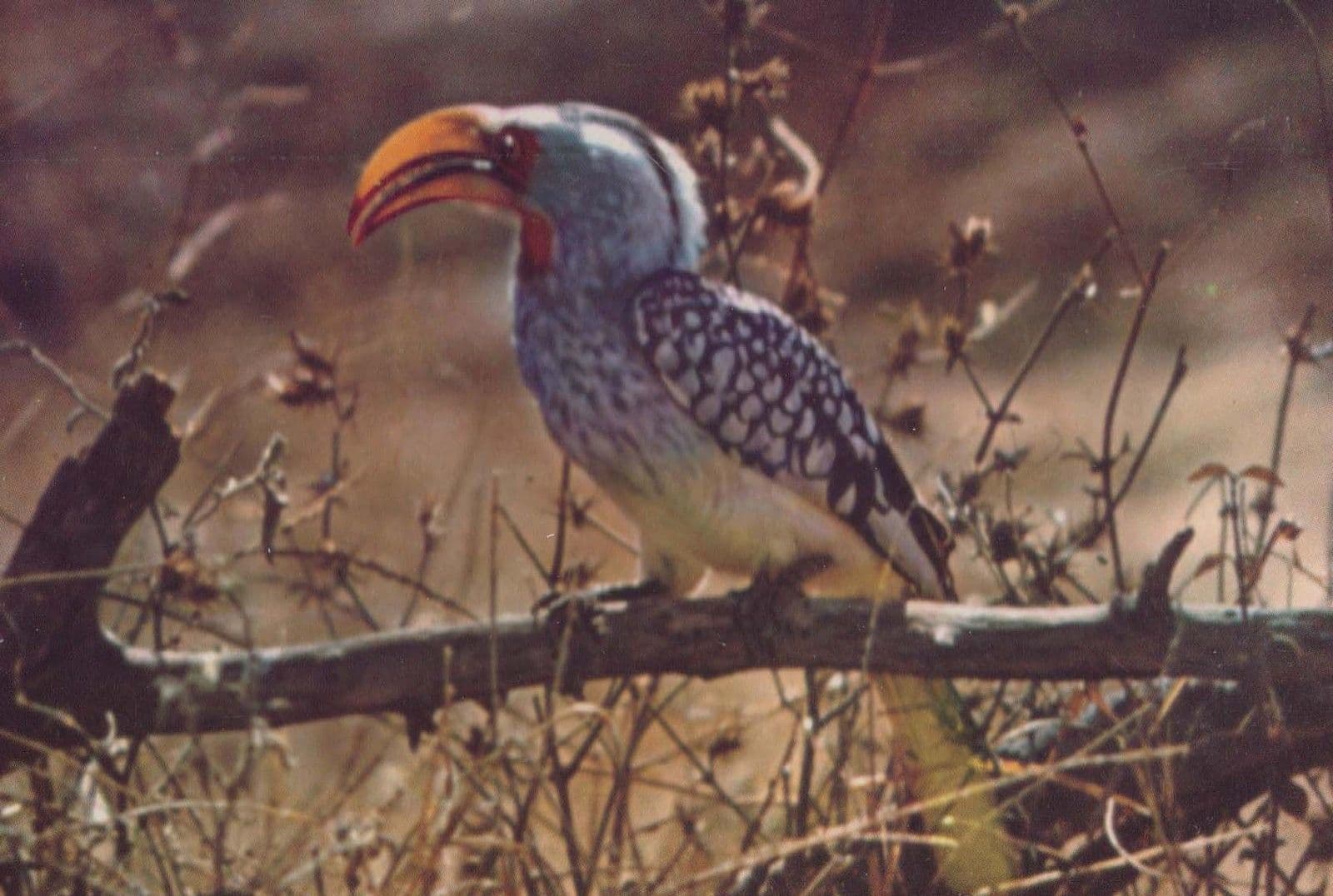Yellow Billed Hornbill in South Africa Postcard