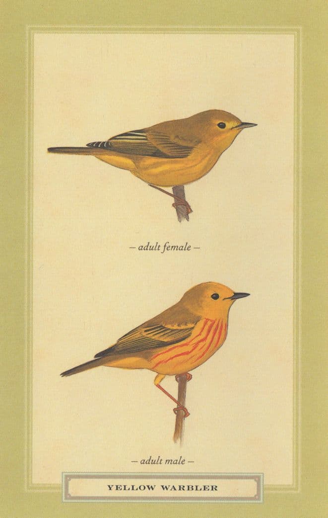 Yellow Warbler Adult Male Female Stunning Bird Postcard