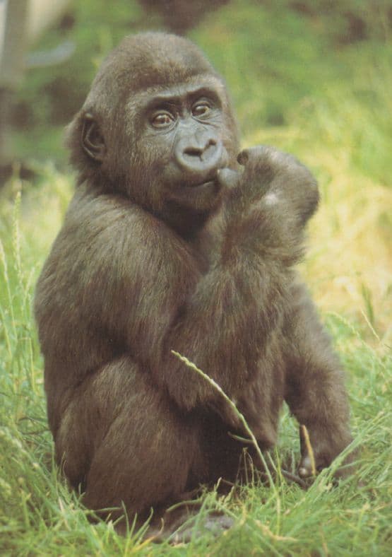 Young Baby Gorilla at London Zoo 1980s Postcard