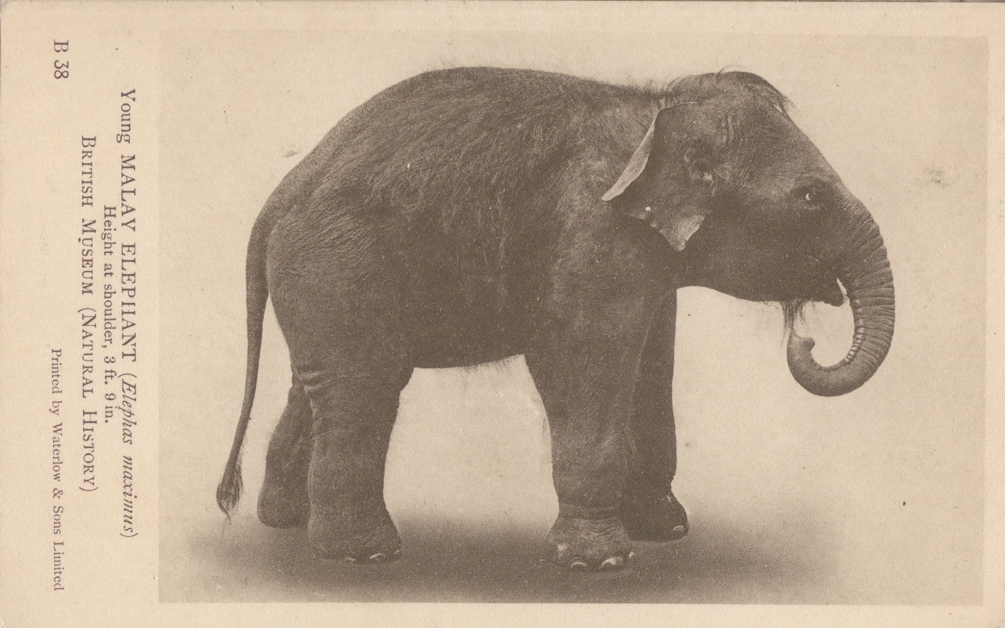 Young Malay Elephant Malaysia Singapore British Museum Antique PB Postcard