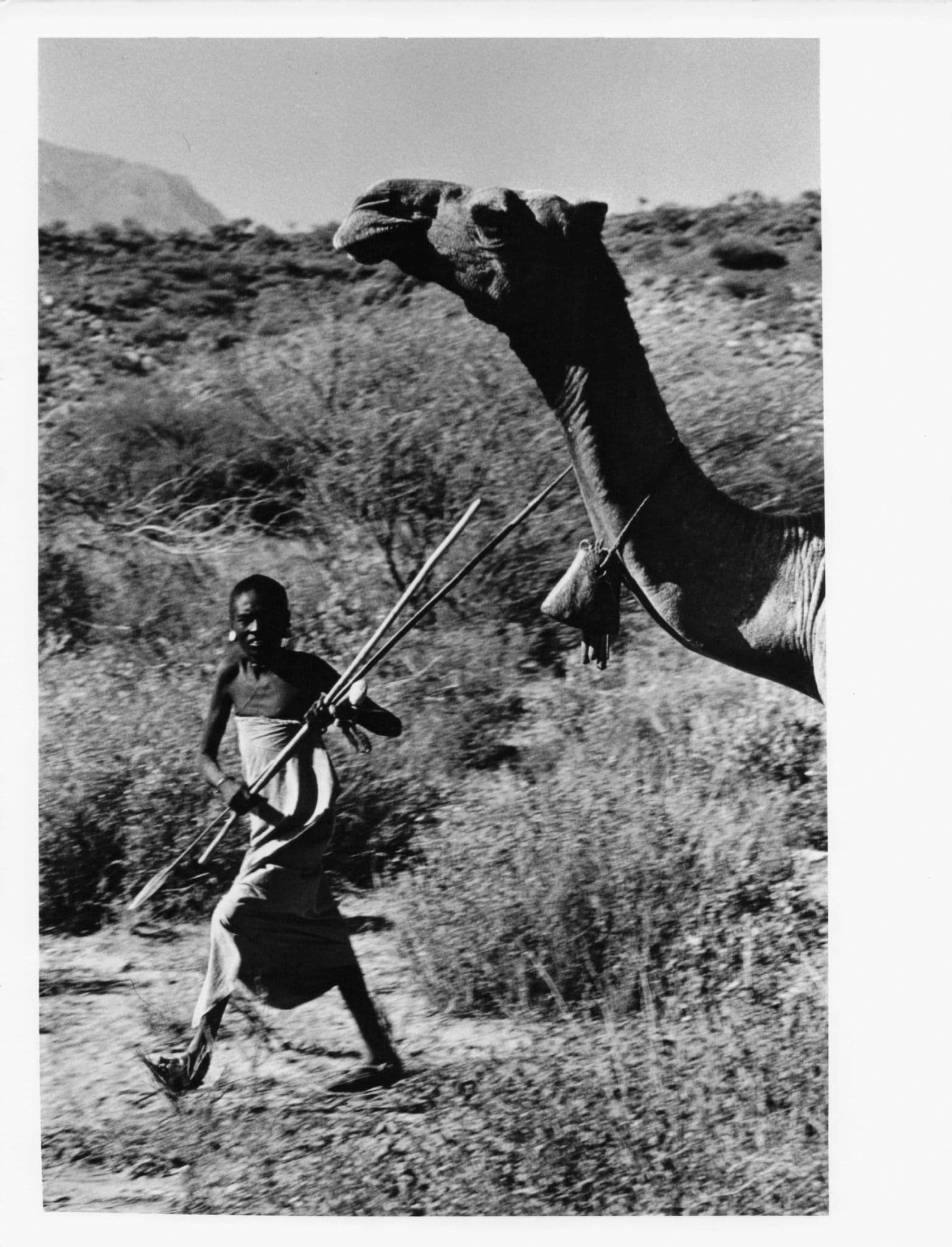 Young Rendille Girl Taming Angry Camel 8x6 Old Africa Kenyan Press Photo