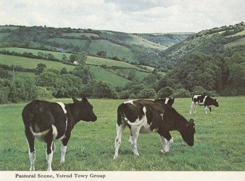 Ystrad Cows Cattle Farming Pastoral Welsh Scene 1970s Postcard