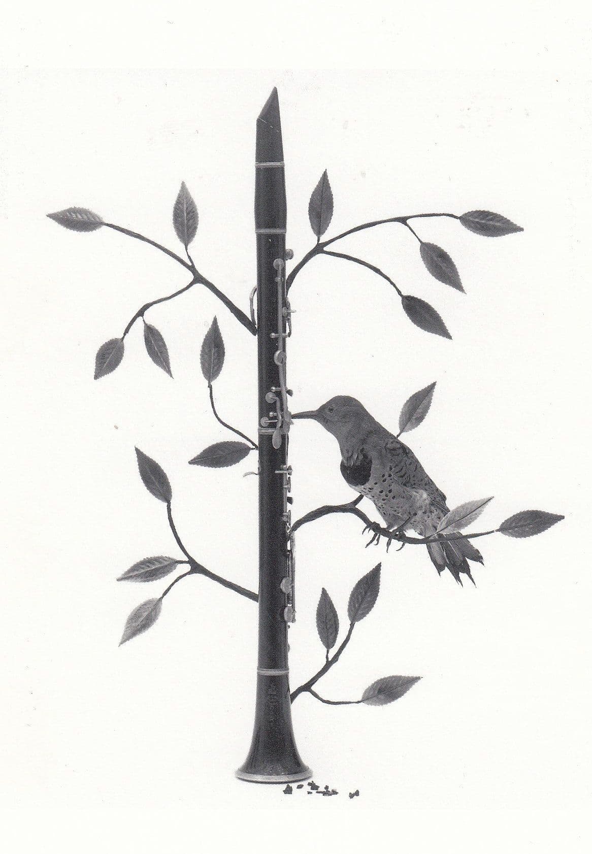 z76 Woodpecker Bird Playing A Vintage Clarinet Postcard