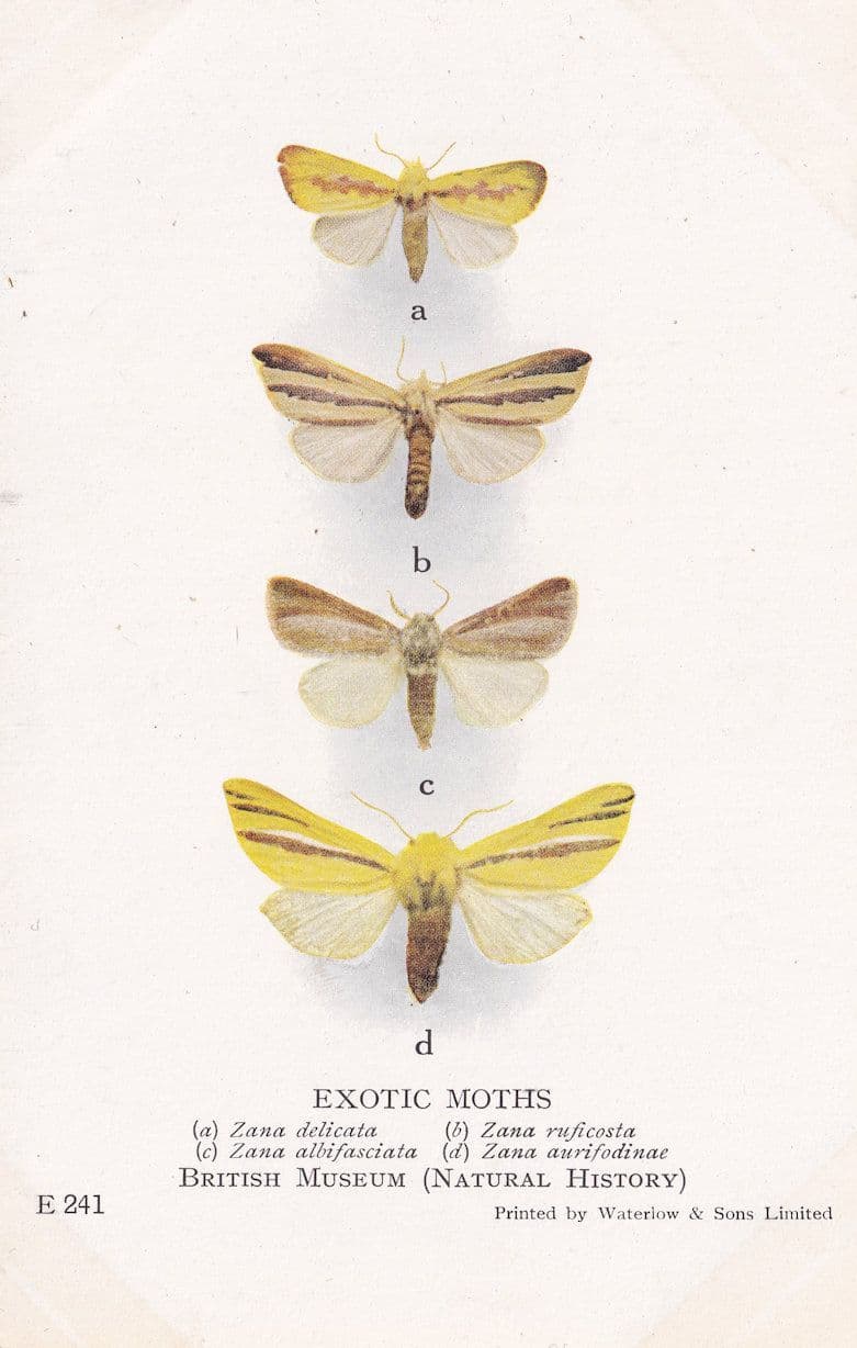 Zana Delicata Indian Exotic Moths Antique Natural History Museum Postcard