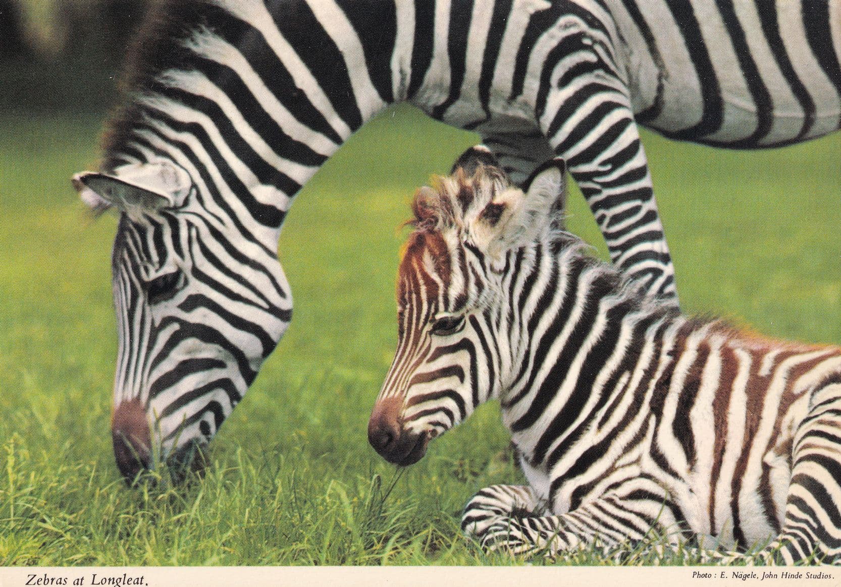 Zebras Zebra & Baby at Longleat Zoo Wiltshire Postcard