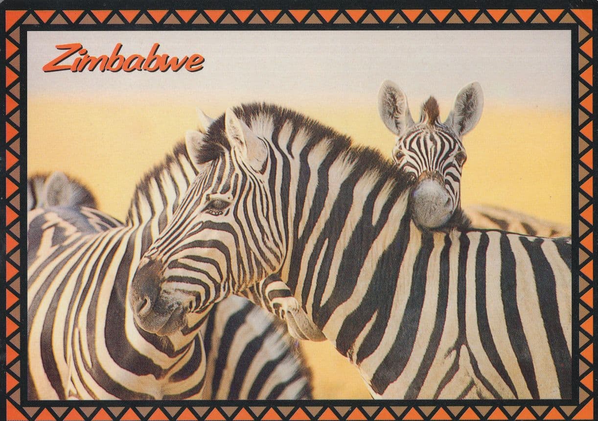 Zimbabwe Zebra Missing Neck Optical Illusion Zebras Postcard