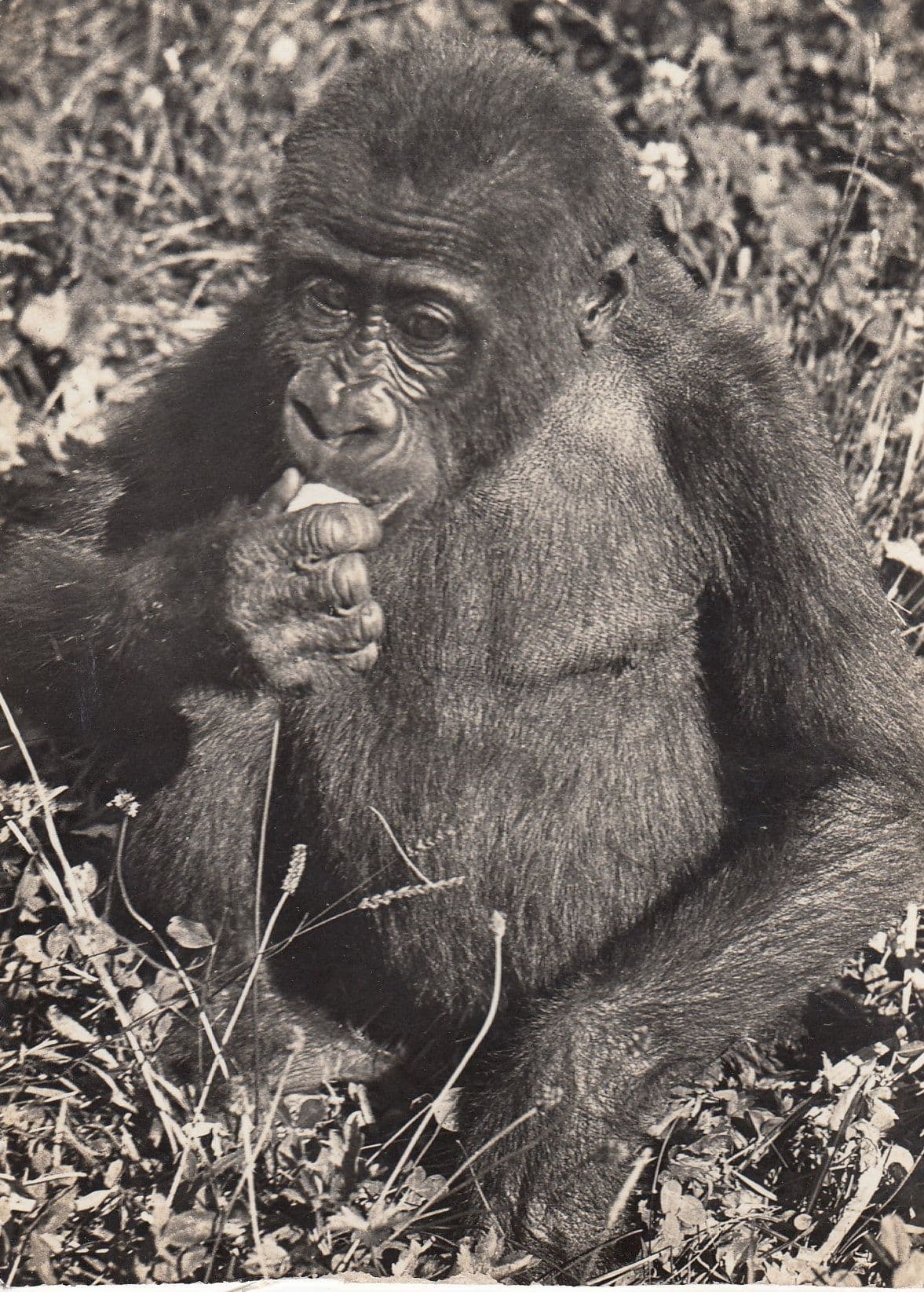 Zurich Swiss Gorilla Zoologischer Zoo Garten Switzerland Real Photo Postcard