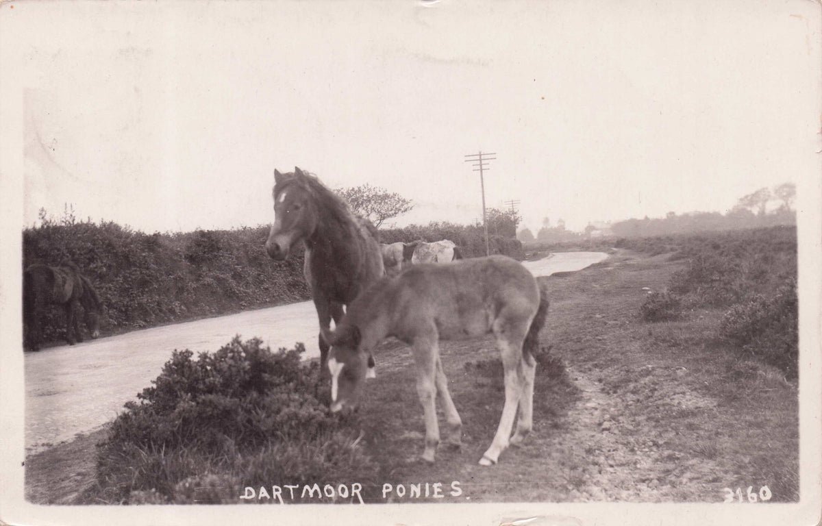 Brave Dartmoor Ponies Crossing The Road Old Devon Lane Real Photo Postcard