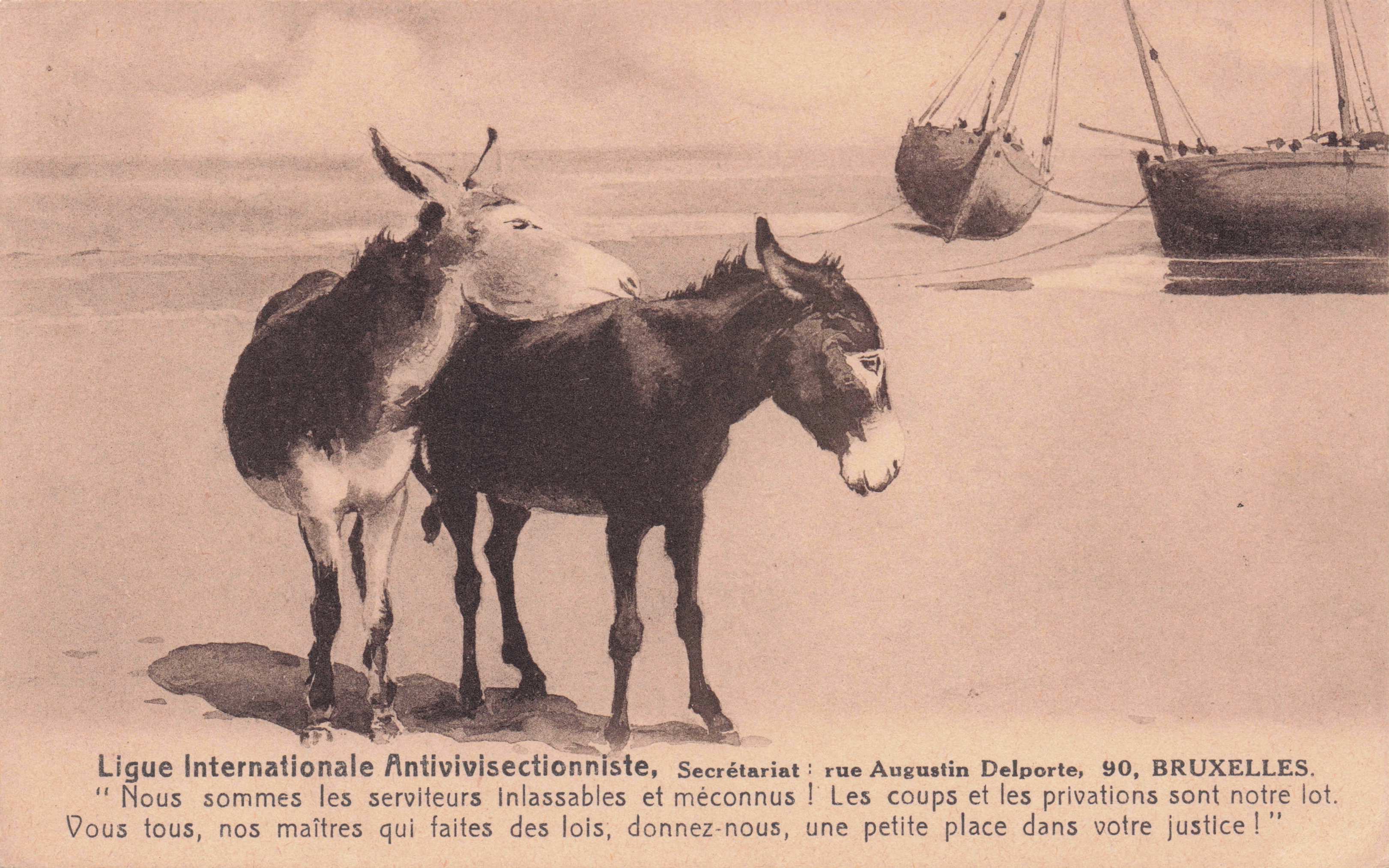 Bruxelles Anti Vivisection Antique Animal Rights Pony Ship Protest Belgium Postcard