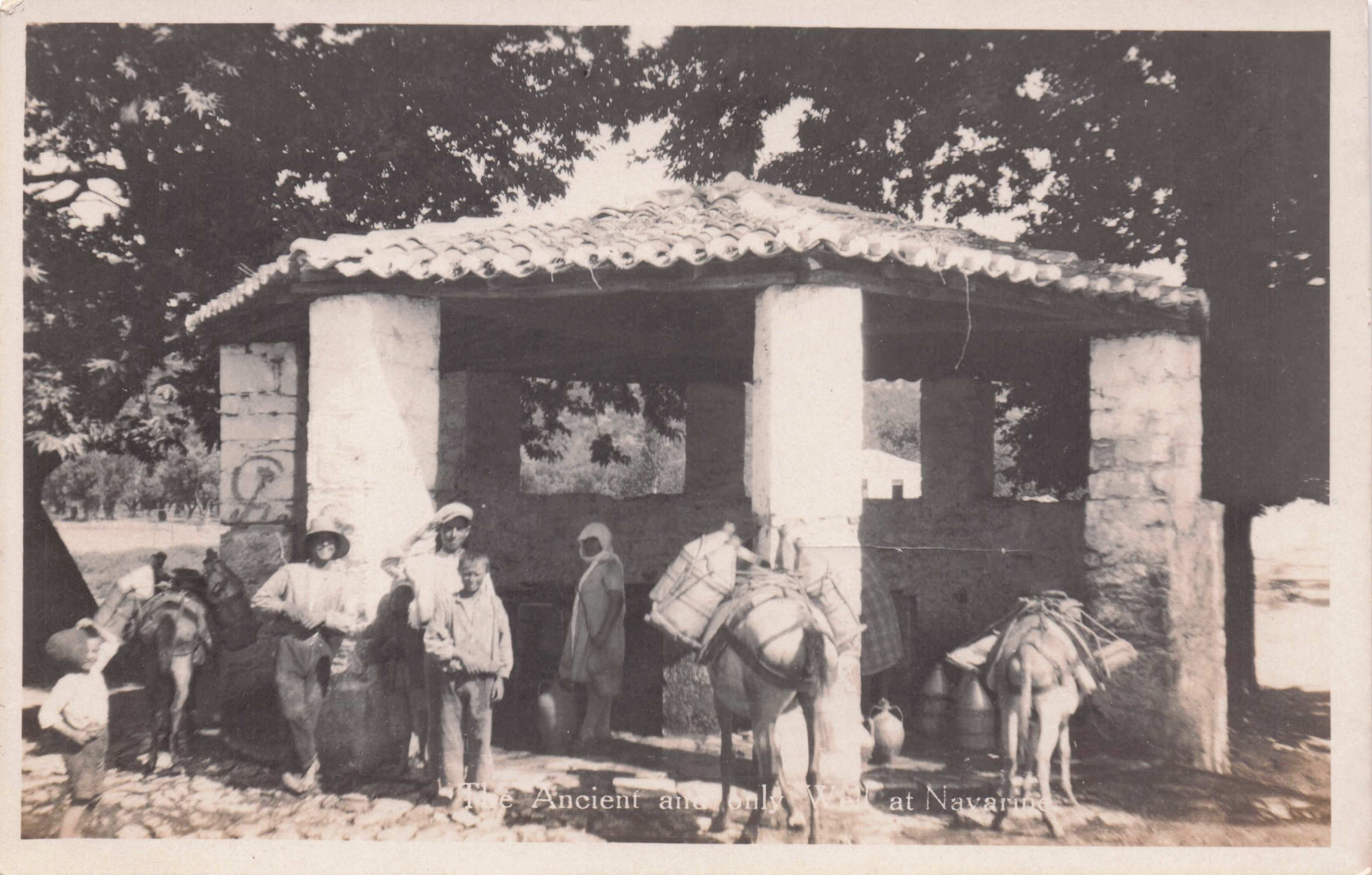 Animals At Navarine Peloponnese Bay Greece Old Real Photo Postcard