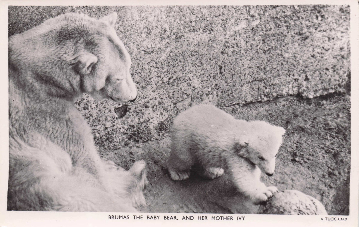 Brumus The Baby Polar Bear Vintage Tucks Celebrity Animal RPC Old Postcard