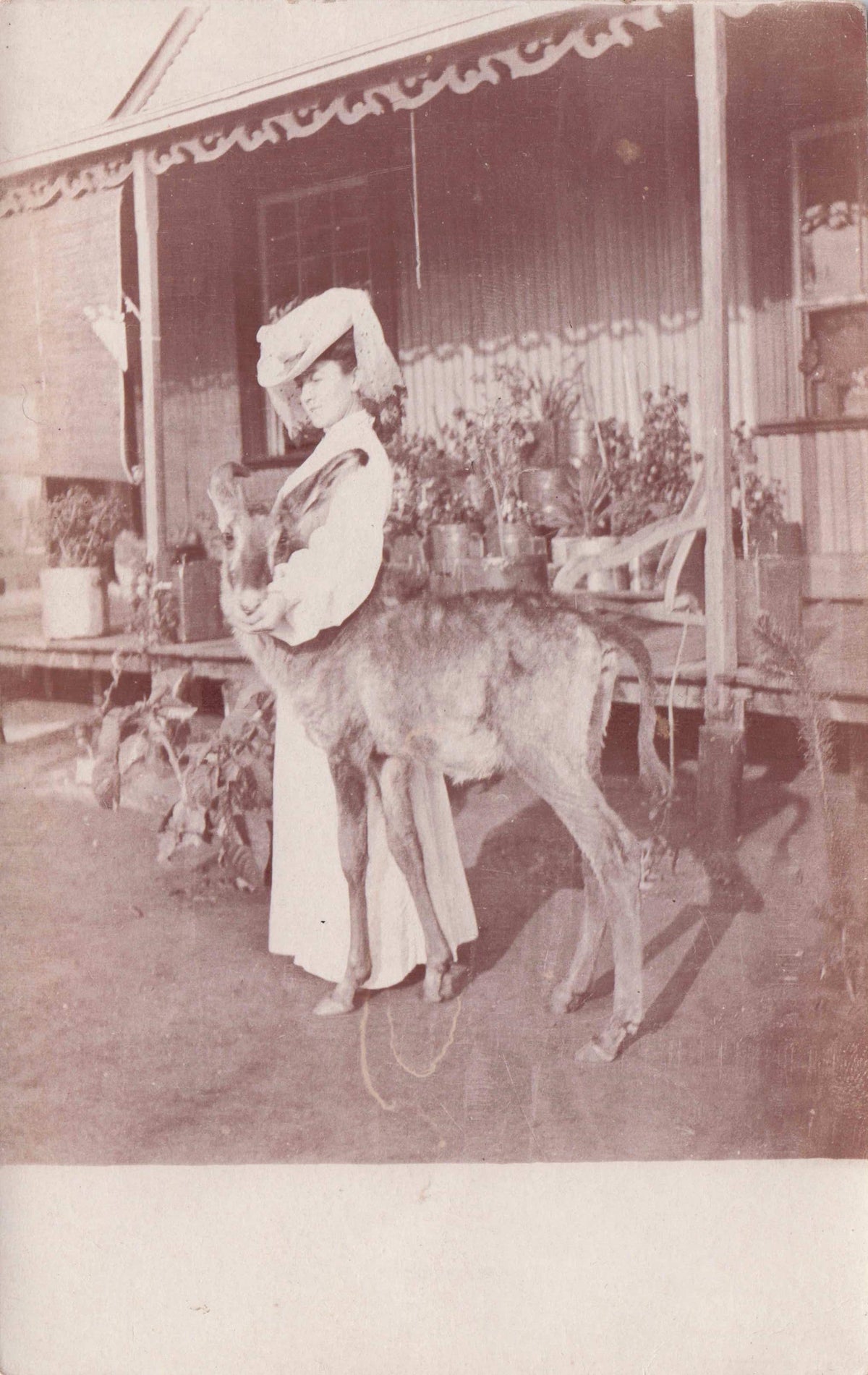 Glamour Posh Rhodesian Lady & Africa Kilswinger Antelope Old Postcard