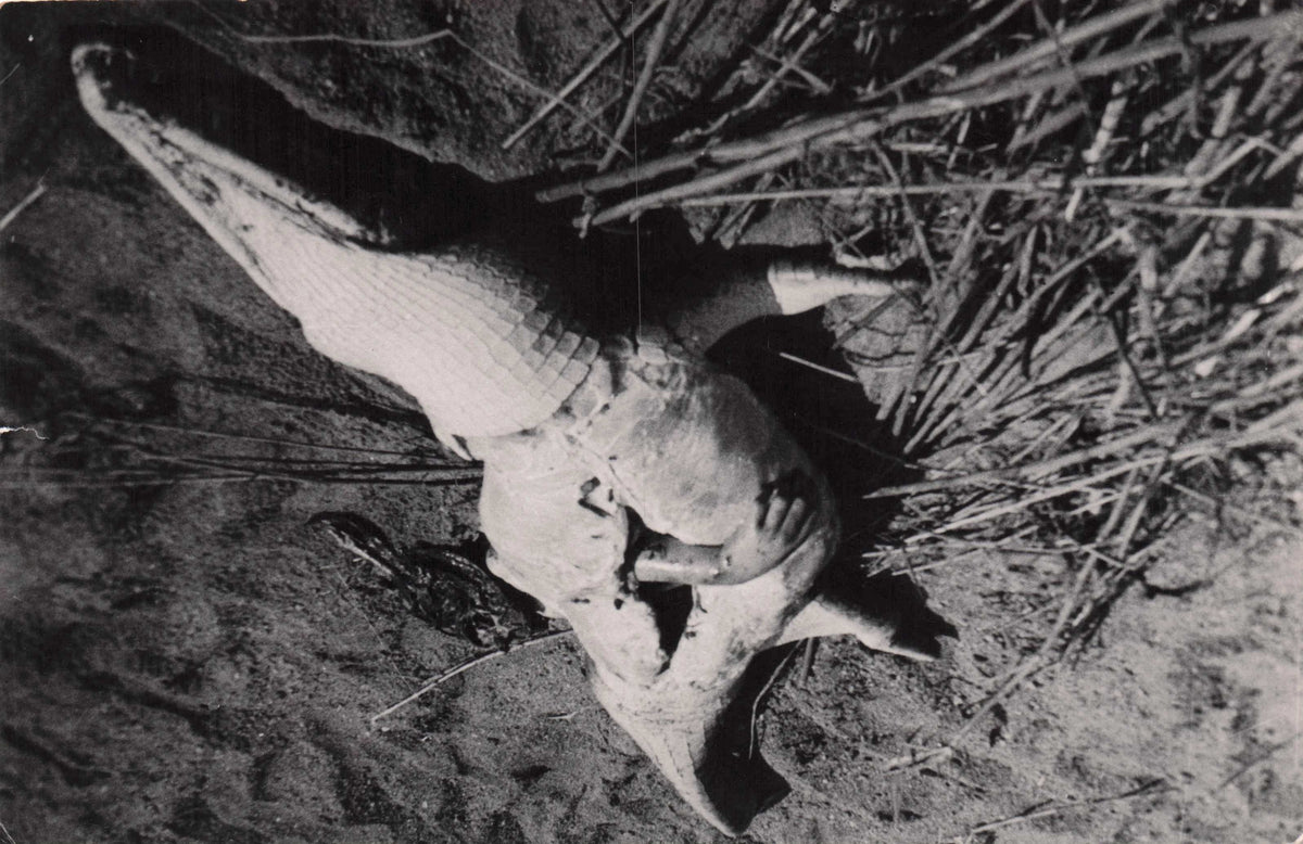 Rhodesia Killed Crocodile Africa Antique Real Photo Hunting Postcard