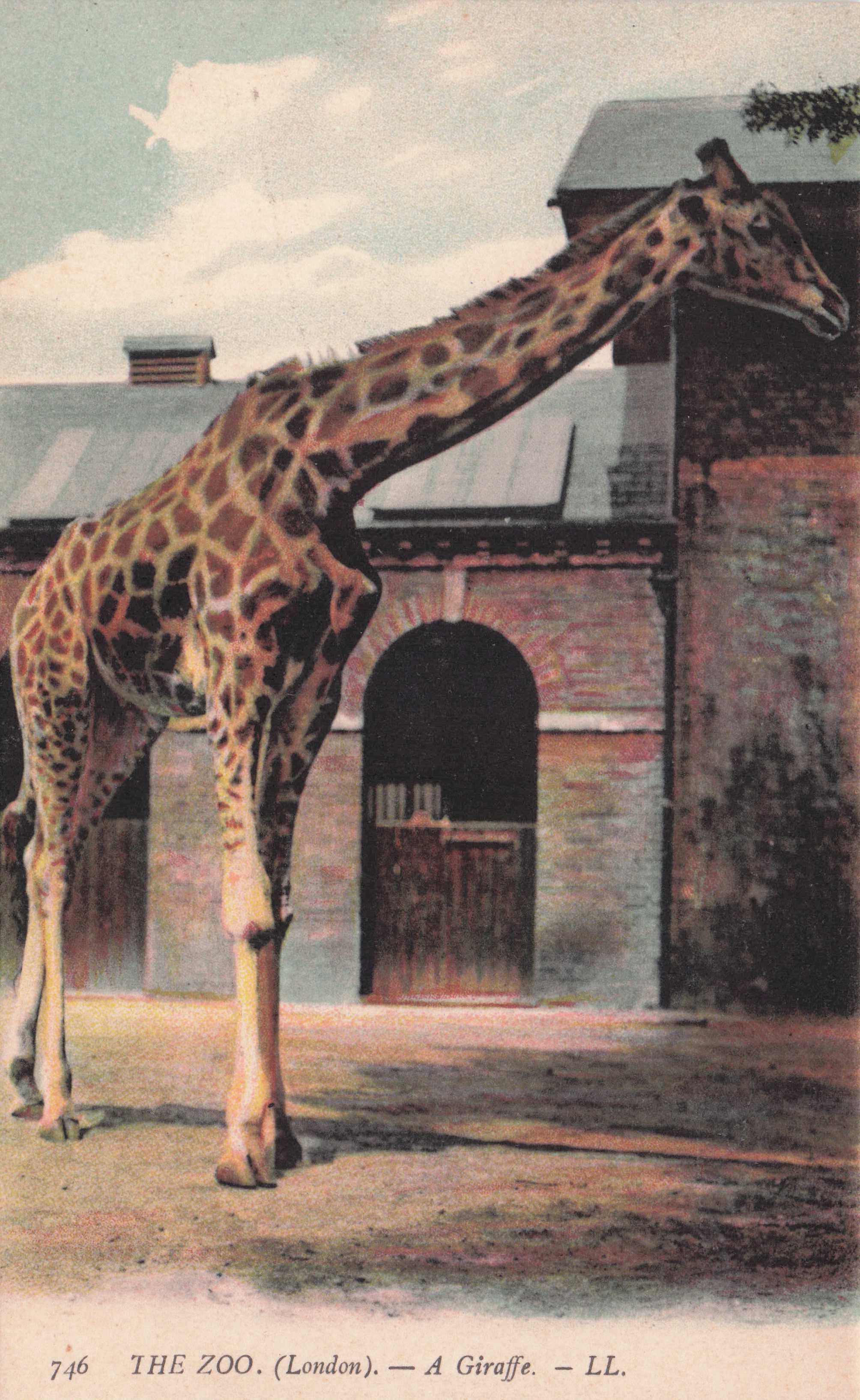 Giraffes at London Zoo Victorian Giraffe House No 746 Antique Rare Postcard