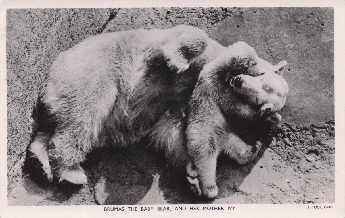 Brumus The Baby Celebrity Polar Bear Tucks Animal Photo Postcard Please Read